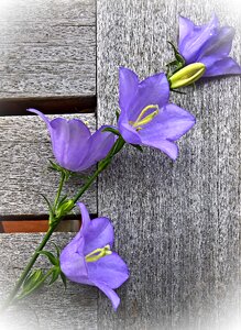 Flower panicle large flowers violet photo