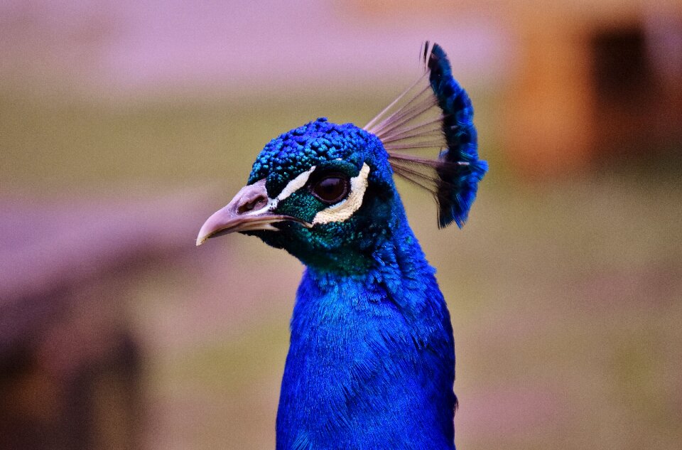 Feather curious iridescent
