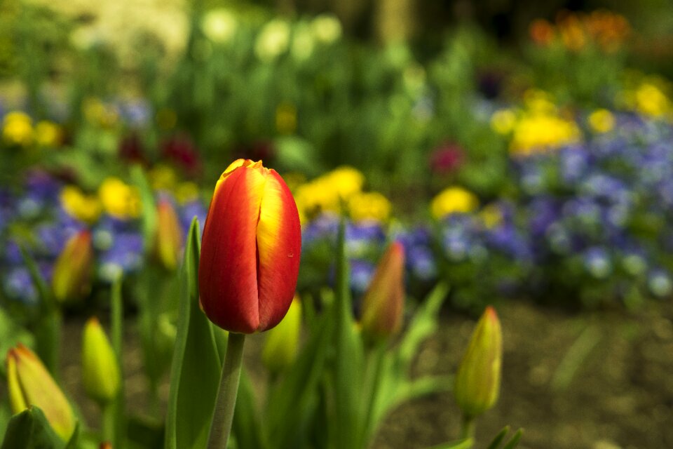 Flower flowers red