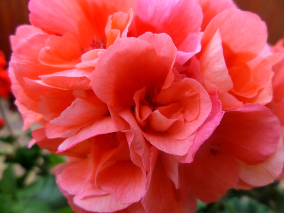 Red red flower plant