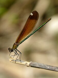 Calopteryx haemorrhoidalis beauty iridescent
