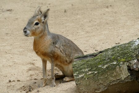 Patagonian mara rodents large mara photo