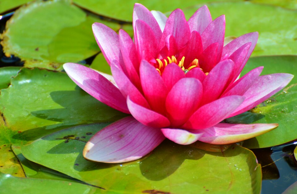 Water rose nuphar lutea pond plant
