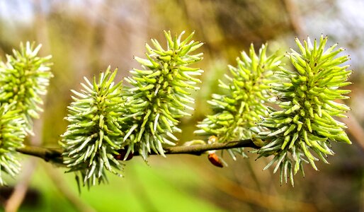 Bud tree nature
