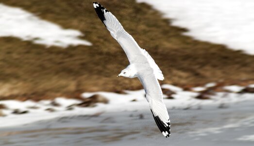 Spread wings spread wing span