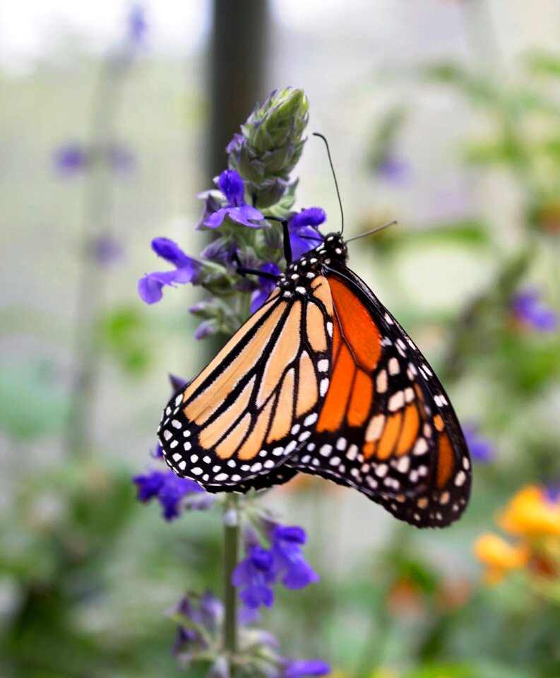 Butterfly nature garden