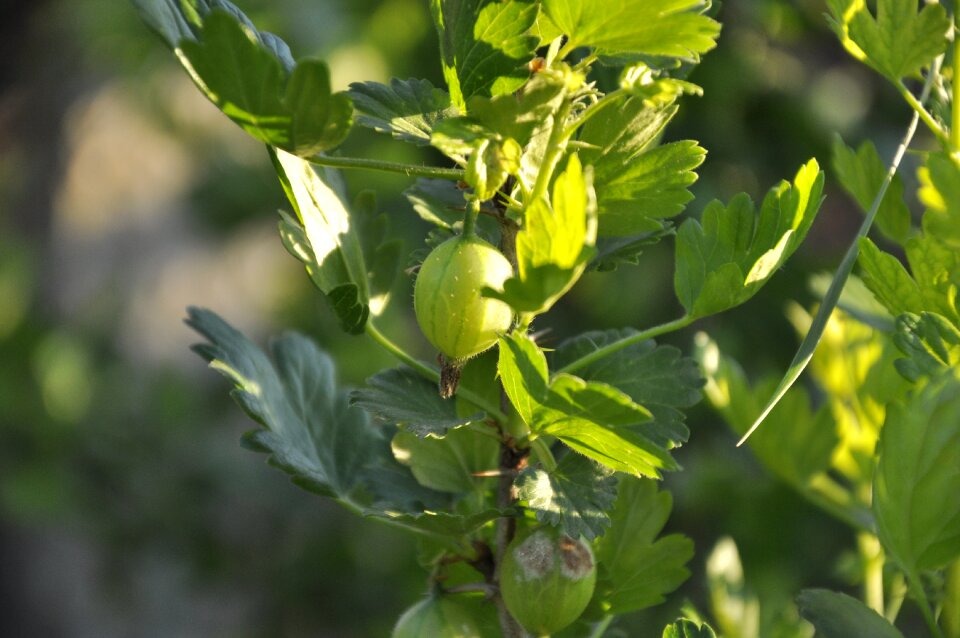 Health plant bush