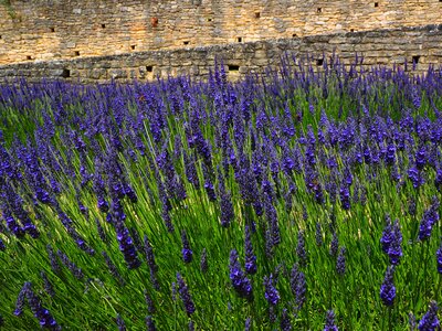 Lavender field lavender blossom lavender cultivation