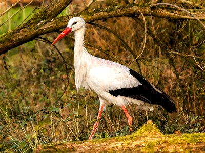 Bird nature animal