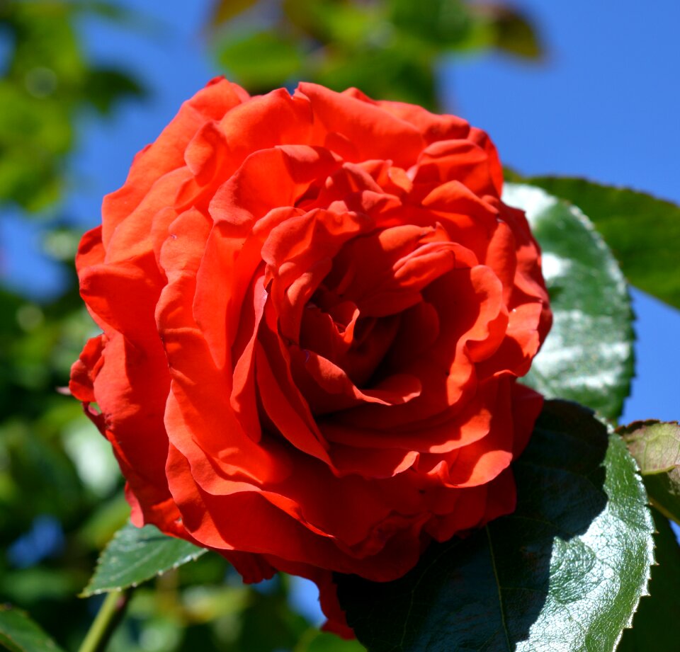 Bloom rose bloom rose blooms