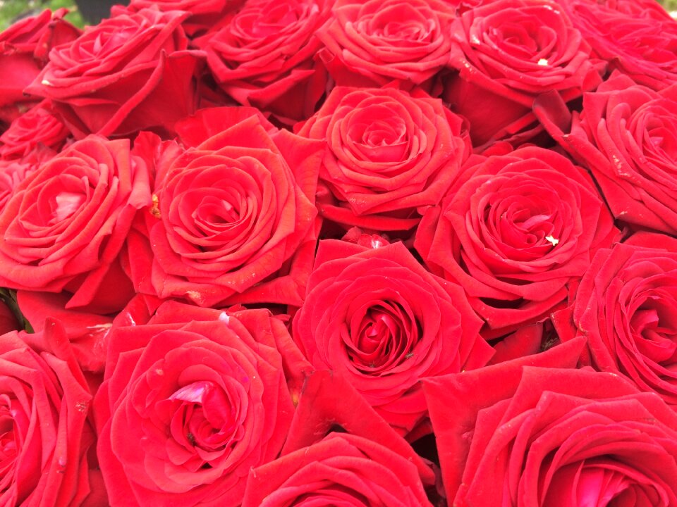 Red roses bouquet bouquet of roses