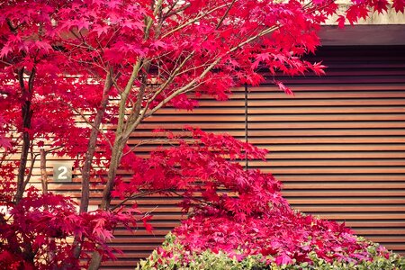 Nature garden japanese