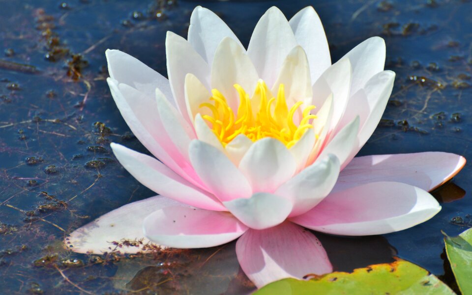 Water rose nuphar lutea pond plant