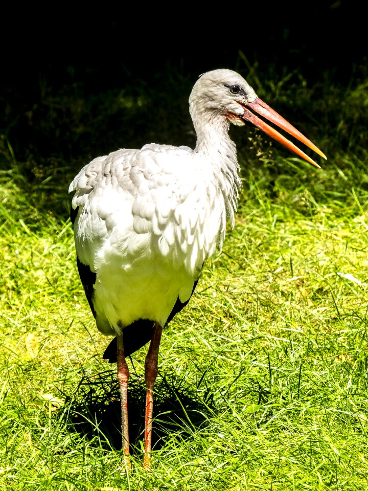 Bird nature animal