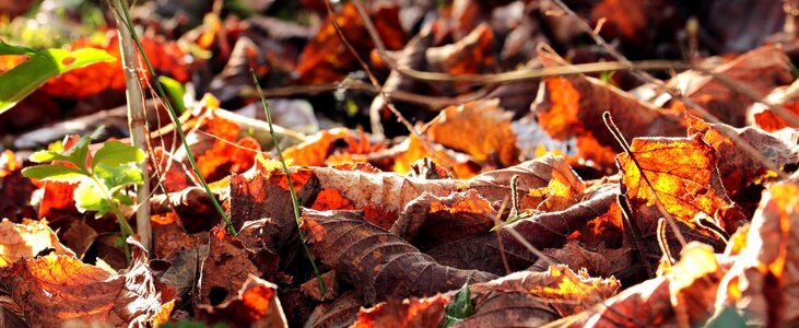 Nature golden autumn colorful
