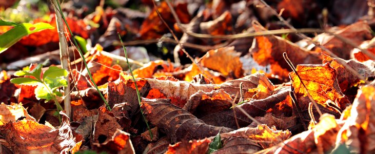 Nature golden autumn colorful photo