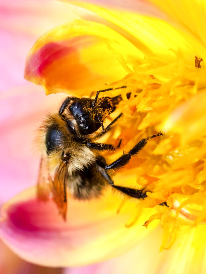 Nature animal blossom
