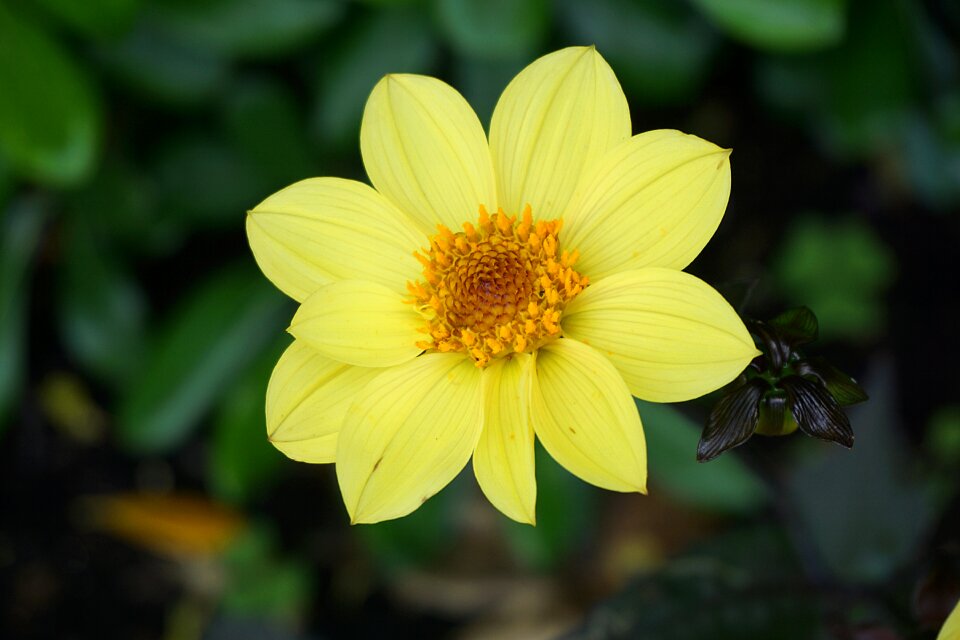 Botany garden petal