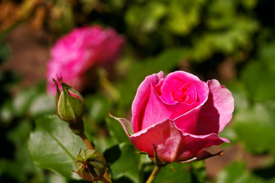 Rose garden blossom bloom