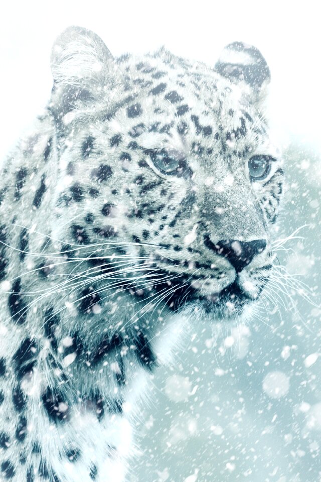 Cat big cat carnivores