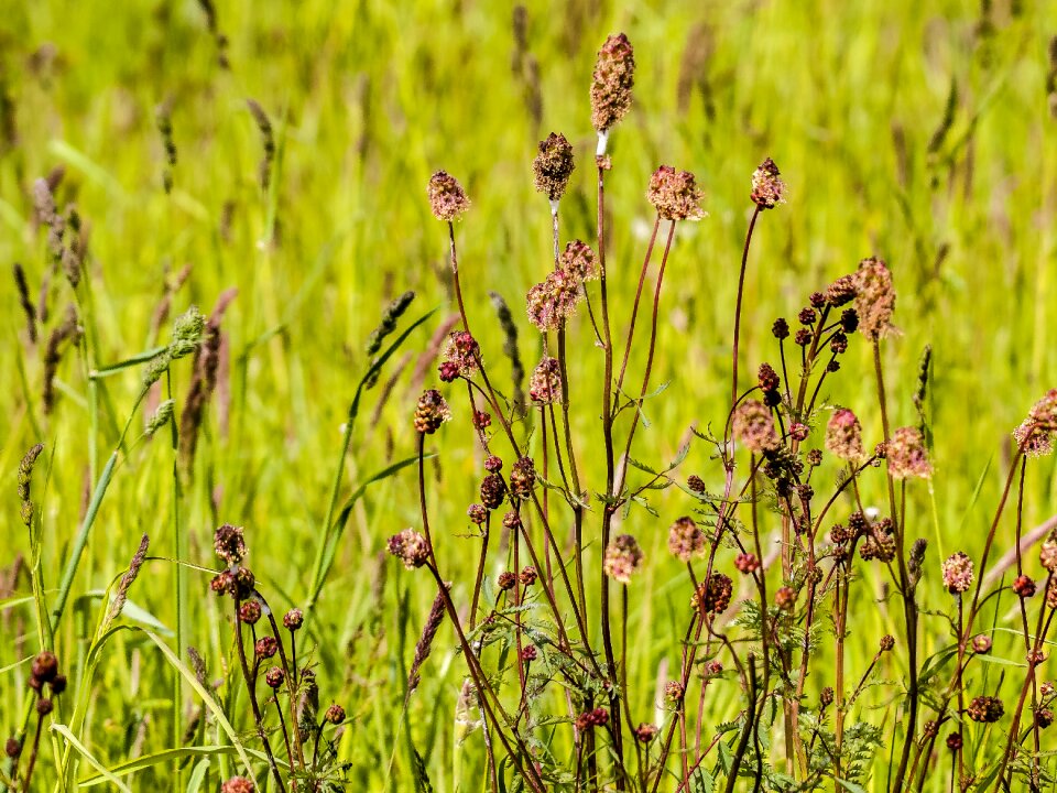 Pointed button plant nature