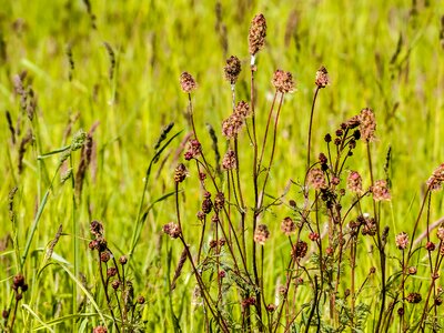 Pointed button plant nature