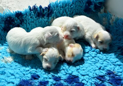 Dog animal animal domestic