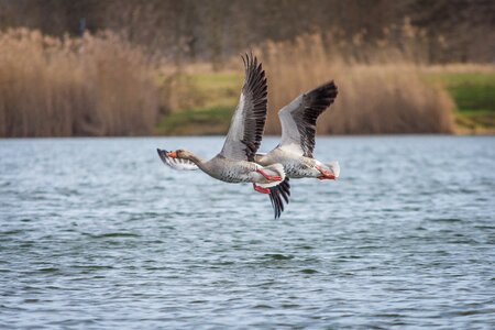 Creature goose bird photo