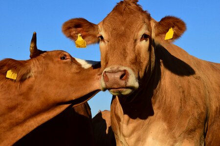 Cattle sky friends photo