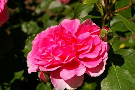 Rose garden blossom bloom