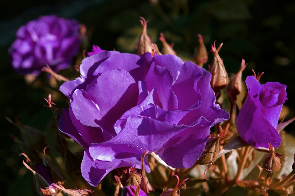 Bluest rose blue bouquet