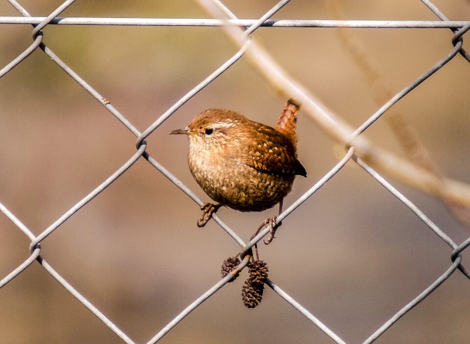 Garden bird nature animal