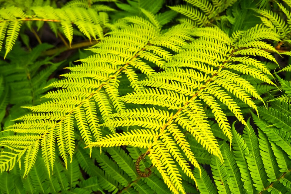 Nature leaves forest