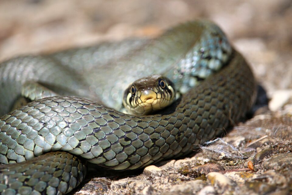 Reptile natrix natrix snakehead