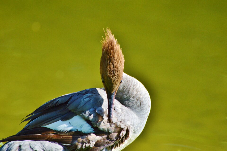 Bird poultry animal