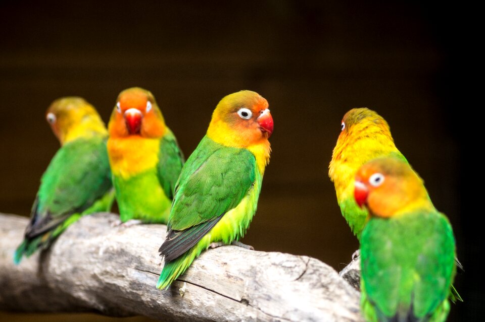 Color colorful parrots
