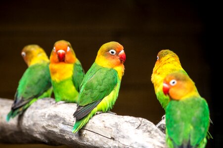 Color colorful parrots