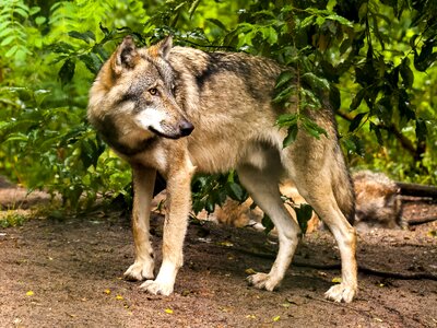 Mammal predator nature