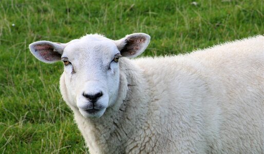 Sheep sheep face mammals photo