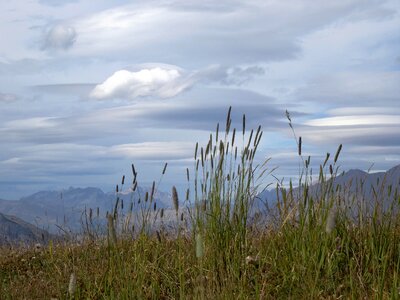 Crazy herbs southern alps barcelonette