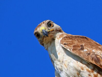 Young buteo predator