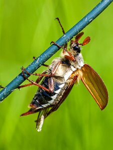 Insect nature animal