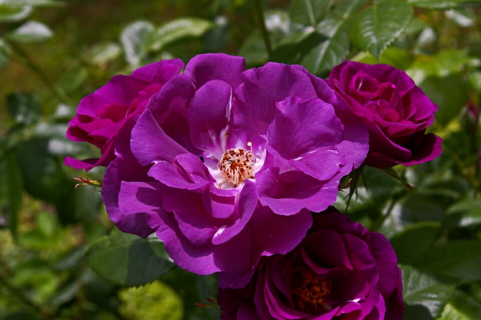 Bluest rose blue bouquet