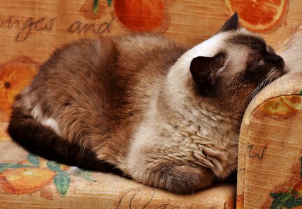 Fur brown beige