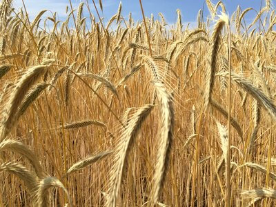 Cornfield arable wheat
