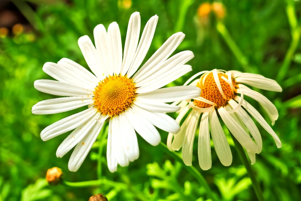 Wild flower meadow blossom bloom