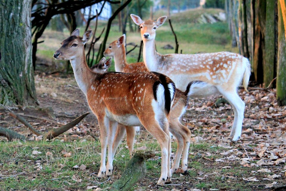 Roe deer nature forest