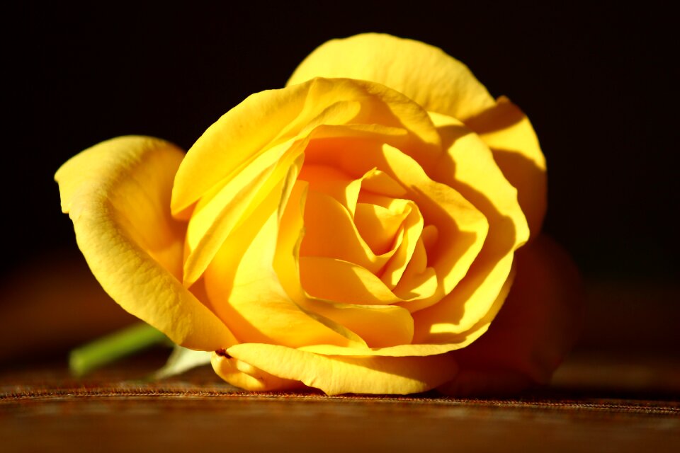 Yellow rose innocent beautiful