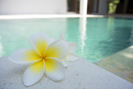 Tropical exotic bali