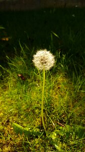 Dandelion plant bloom